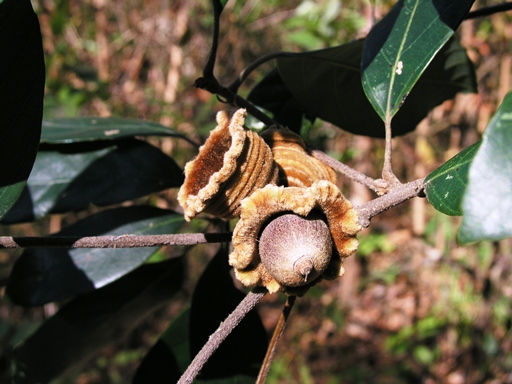 ก่อตลับ Quercus ramsbottomii A. Camus<br/>FAGACEAE